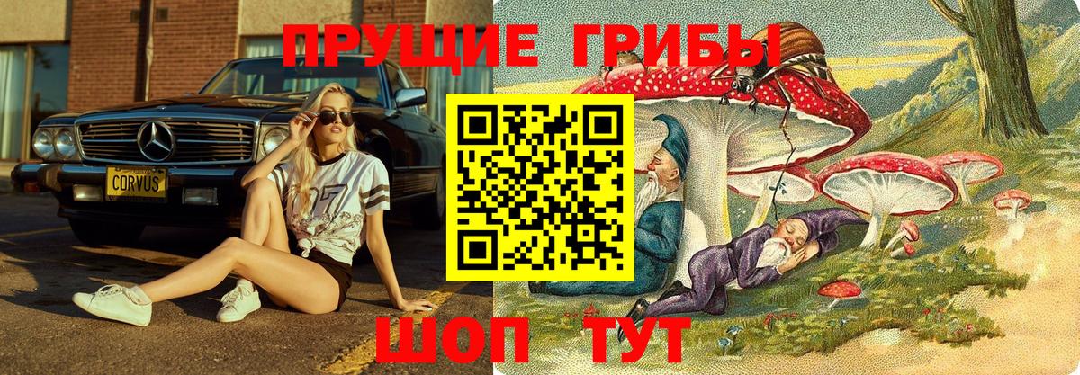 Чистополь  Псилоцибиновые грибы Psilocybine cubensis  Вход с VPN 